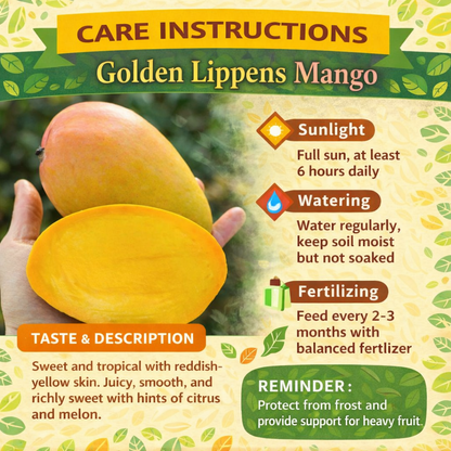 Golden Lippens Mango Aam Grafted Healthy Fruit Plant