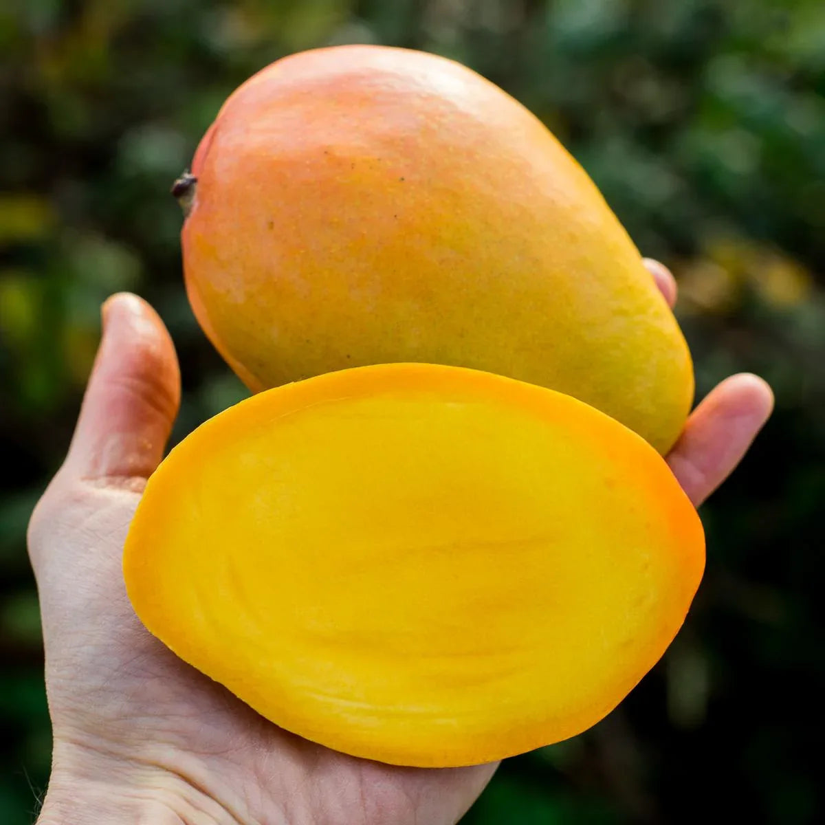 Golden Lippens Mango Aam Grafted Healthy Fruit Plant