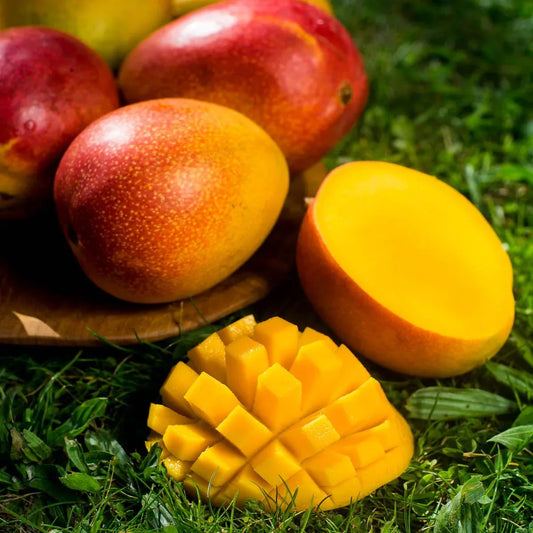 Golden Lippens Mango Aam Grafted Healthy Fruit Plant