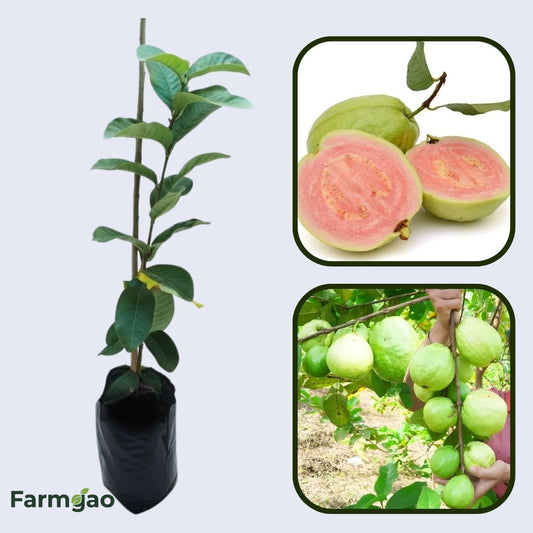 Golden Pink Guava Air Layered Healthy Fruit Plant