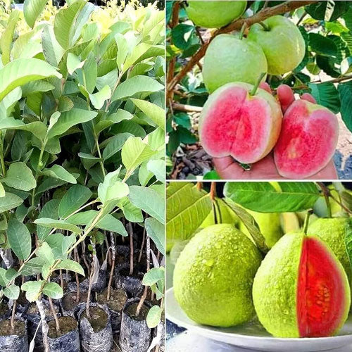 Golden Pink Guava Air Layered Healthy Fruit Plant