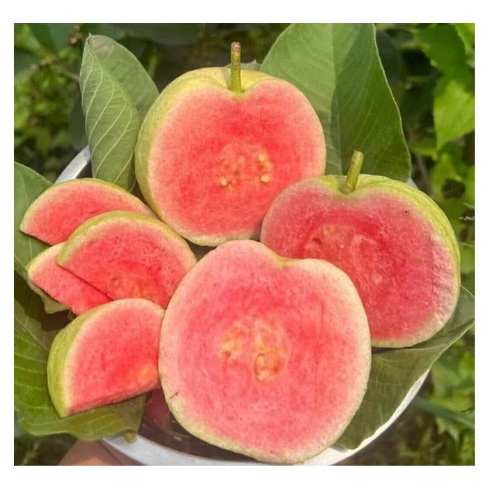Golden Pink Guava Air Layered Healthy Fruit Plant