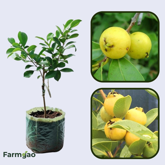Golden Seedless Guava Air Layered Healthy Fruit Plant