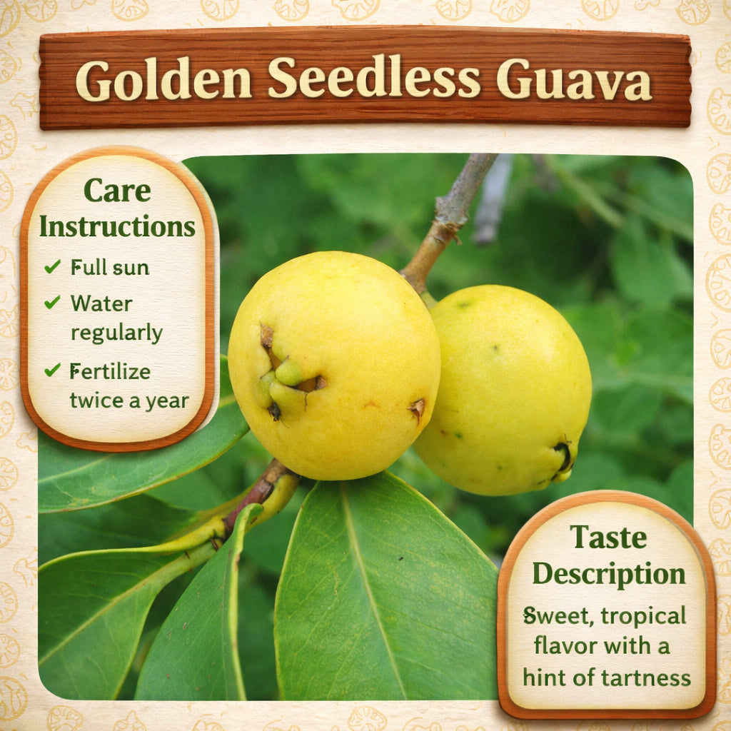 Golden Seedless Guava Air Layered Healthy Fruit Plant