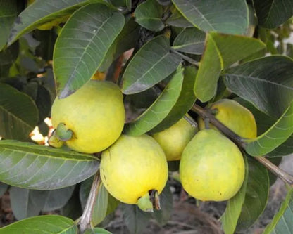 Golden Seedless Guava Air Layered Healthy Fruit Plant