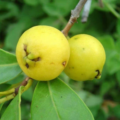 Golden Seedless Guava Air Layered Healthy Fruit Plant