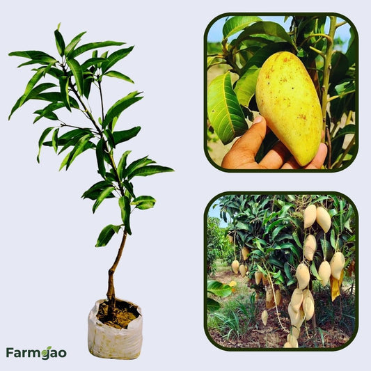 Golden Smoothie Mango Aam Grafted Healthy Fruit Plant