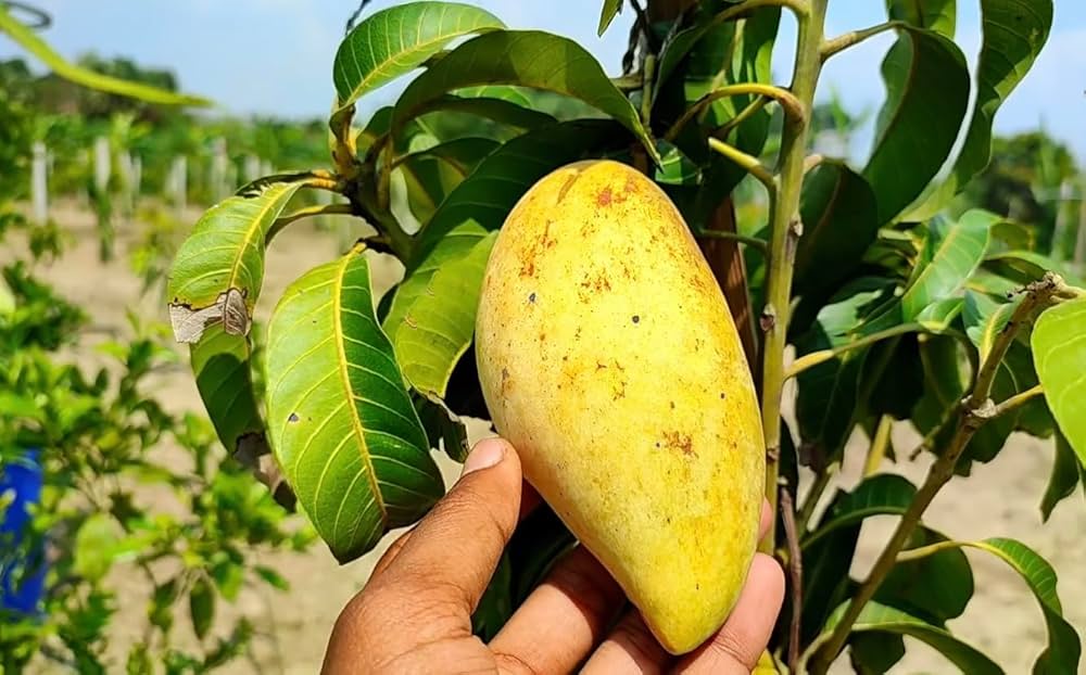 Golden Smoothie Mango Aam Grafted Healthy Fruit Plant
