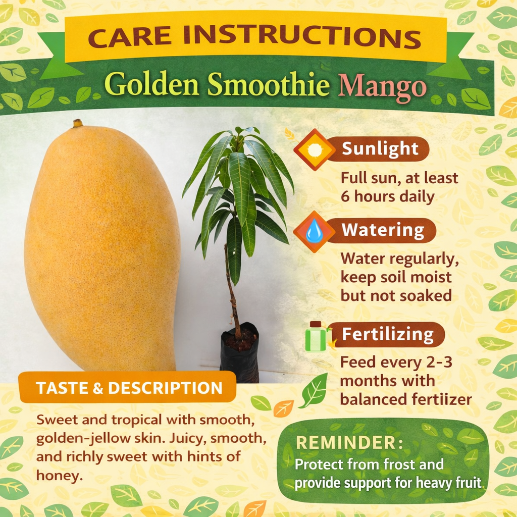 Golden Smoothie Mango Aam Grafted Healthy Fruit Plant