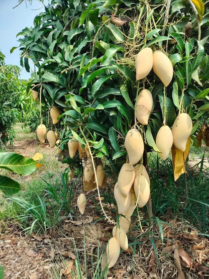 Golden Smoothie Mango Aam Grafted Healthy Fruit Plant