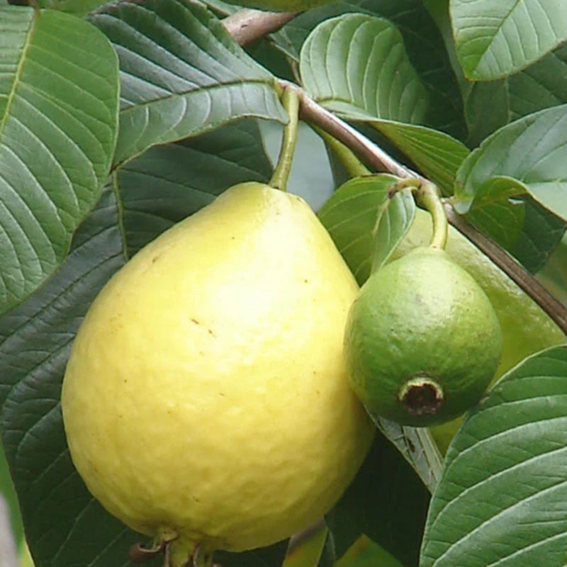 Golden Thai Guava Air Layered Healthy Fruit Plant