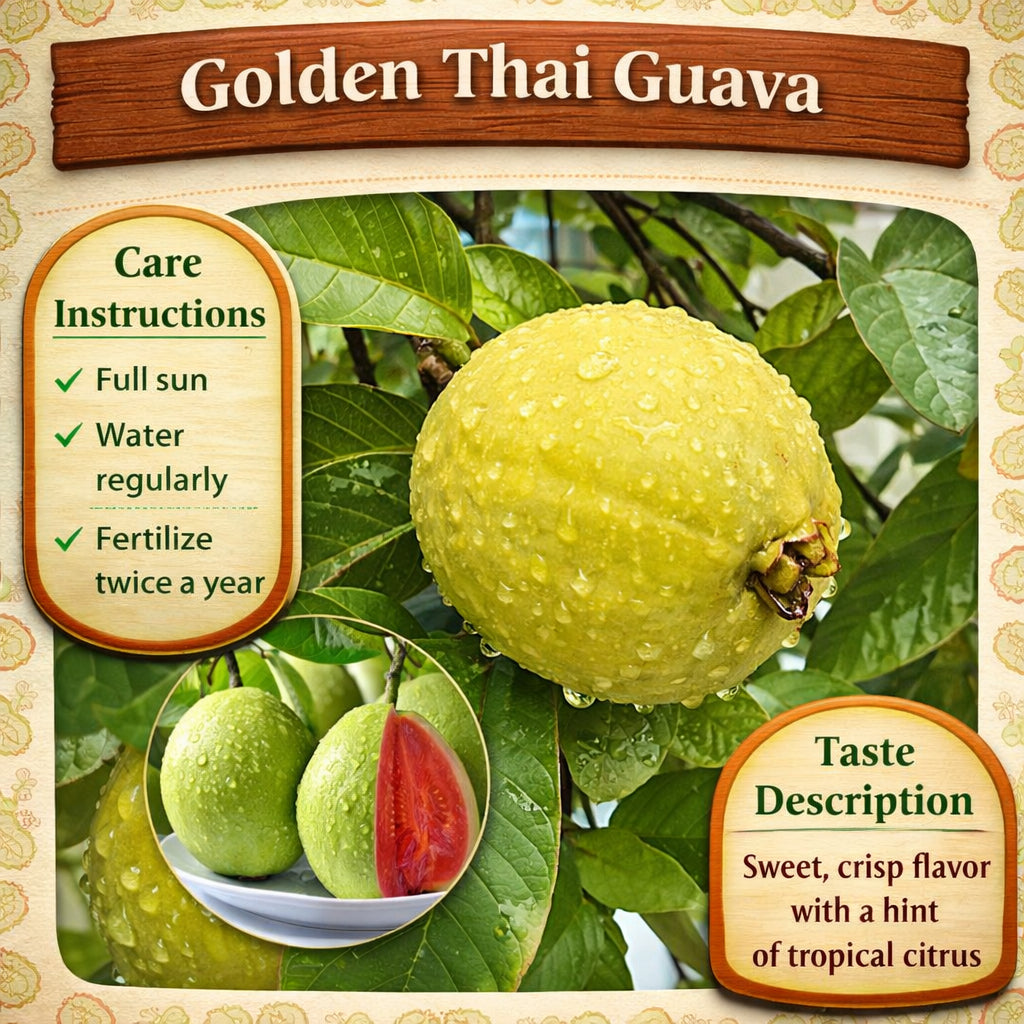Golden Thai Guava Air Layered Healthy Fruit Plant