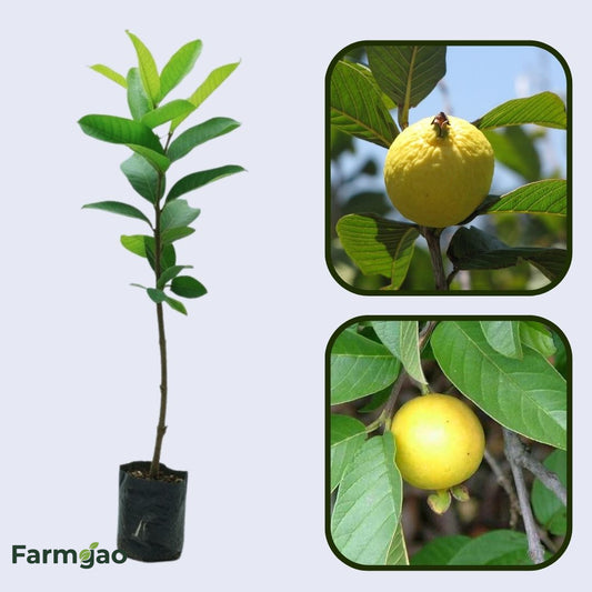 Golden White Guava Air Layered Healthy Fruit Plant