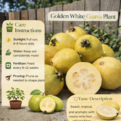 Golden White Guava Air Layered Healthy Fruit Plant