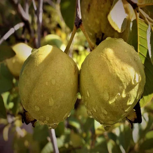 Golden White Guava Air Layered Healthy Fruit Plant