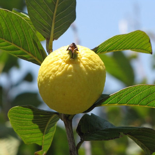 Golden White Guava Air Layered Healthy Fruit Plant