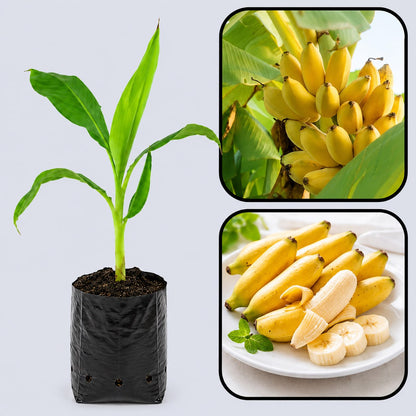 Goldfinger Banana Healthy Sweet Tissue Cultured Fruit Plant