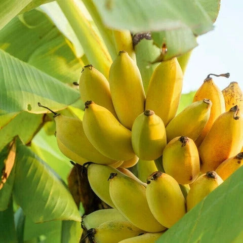 Goldfinger Banana Healthy Sweet Tissue Cultured Fruit Plant