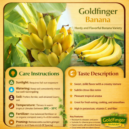 Goldfinger Banana Healthy Sweet Tissue Cultured Fruit Plant