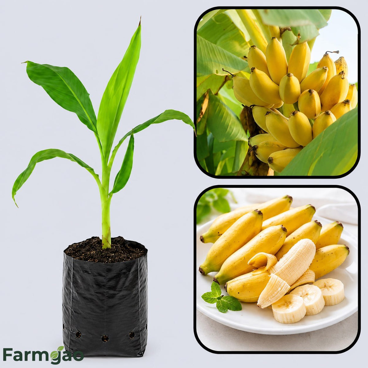 Goldfinger Banana Healthy Sweet Tissue Cultured Fruit Plant