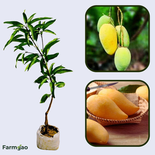 Golek Mango Aam Grafted Healthy Fruit Plant