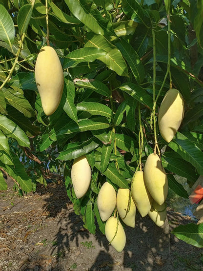 Golek Mango Aam Grafted Healthy Fruit Plant