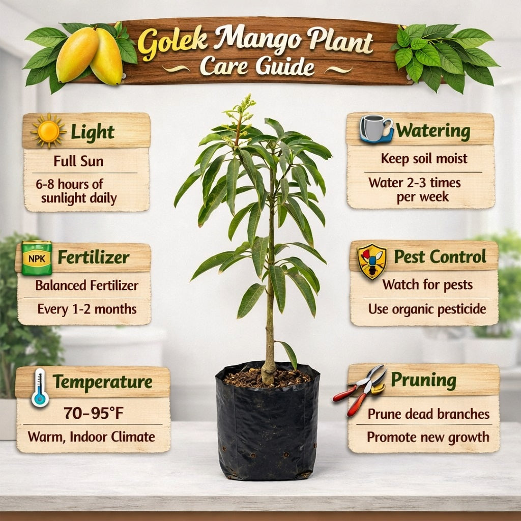 Golek Mango Aam Grafted Healthy Fruit Plant