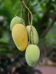Golek Mango Aam Grafted Healthy Fruit Plant