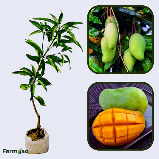 Gopalbhog Mango Aam Grafted Healthy Fruit Plant