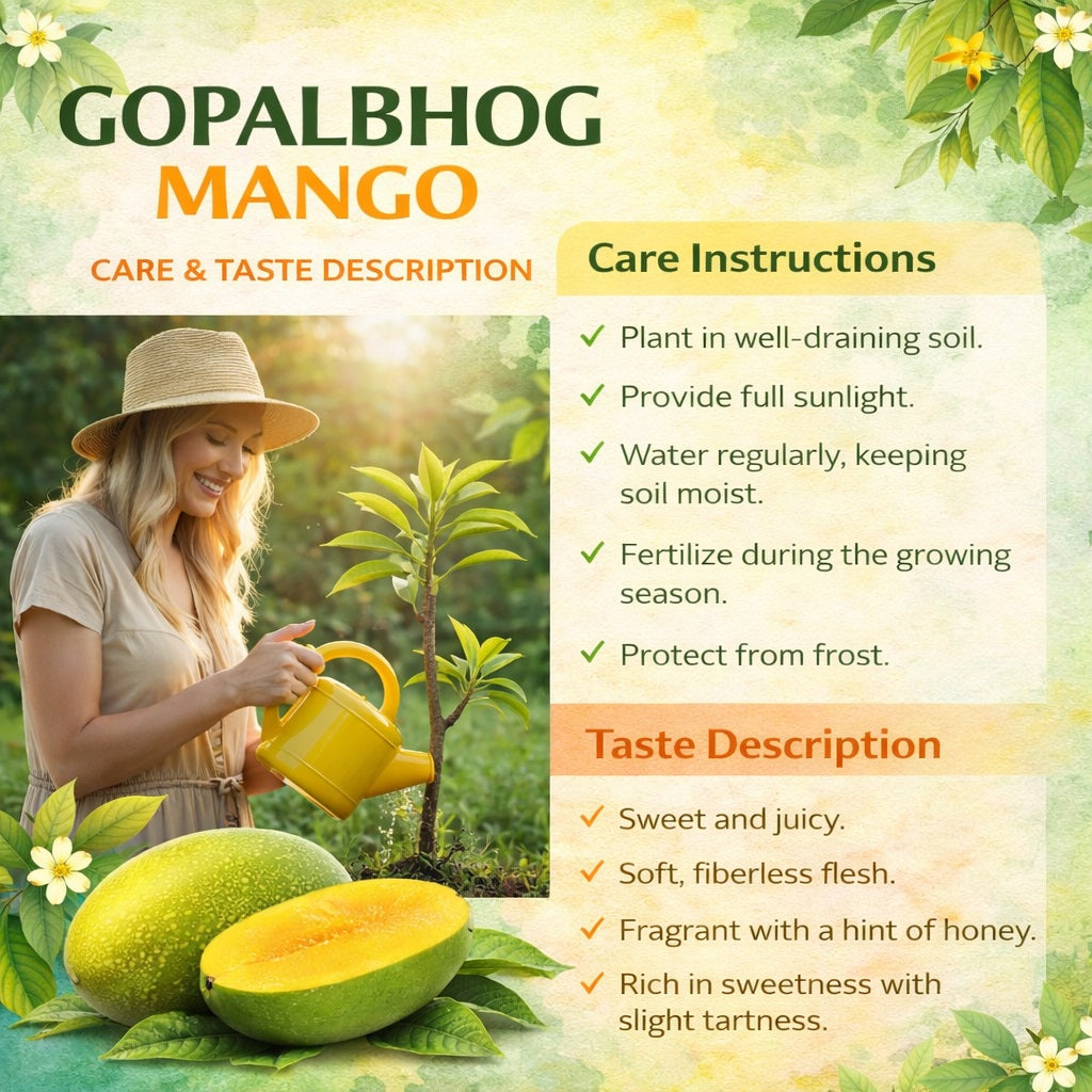 Gopalbhog Mango Aam Grafted Healthy Fruit Plant