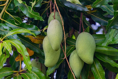 Gopalbhog Mango Aam Grafted Healthy Fruit Plant