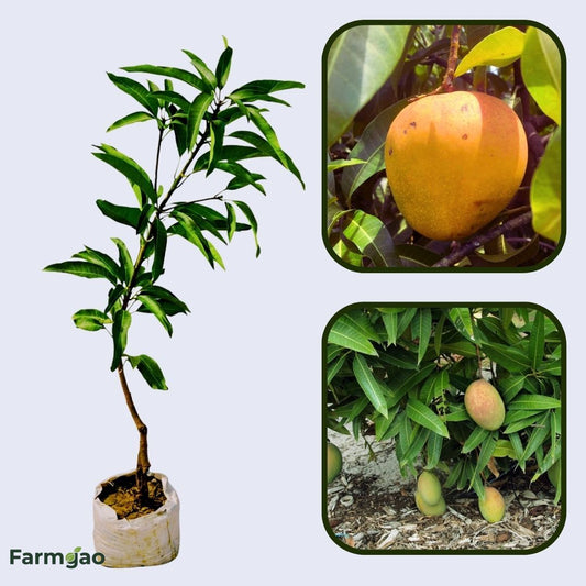 Graham Mango Aam Grafted Healthy Fruit Plant