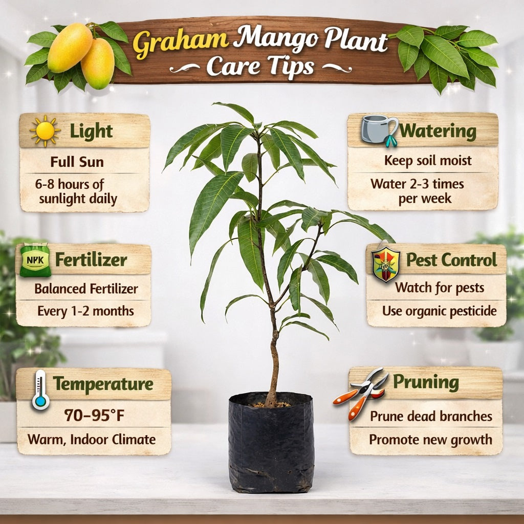 Graham Mango Aam Grafted Healthy Fruit Plant