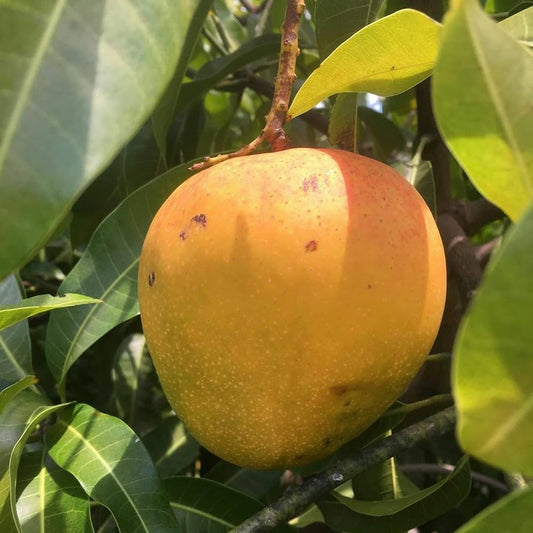 Graham Mango Aam Grafted Healthy Fruit Plant