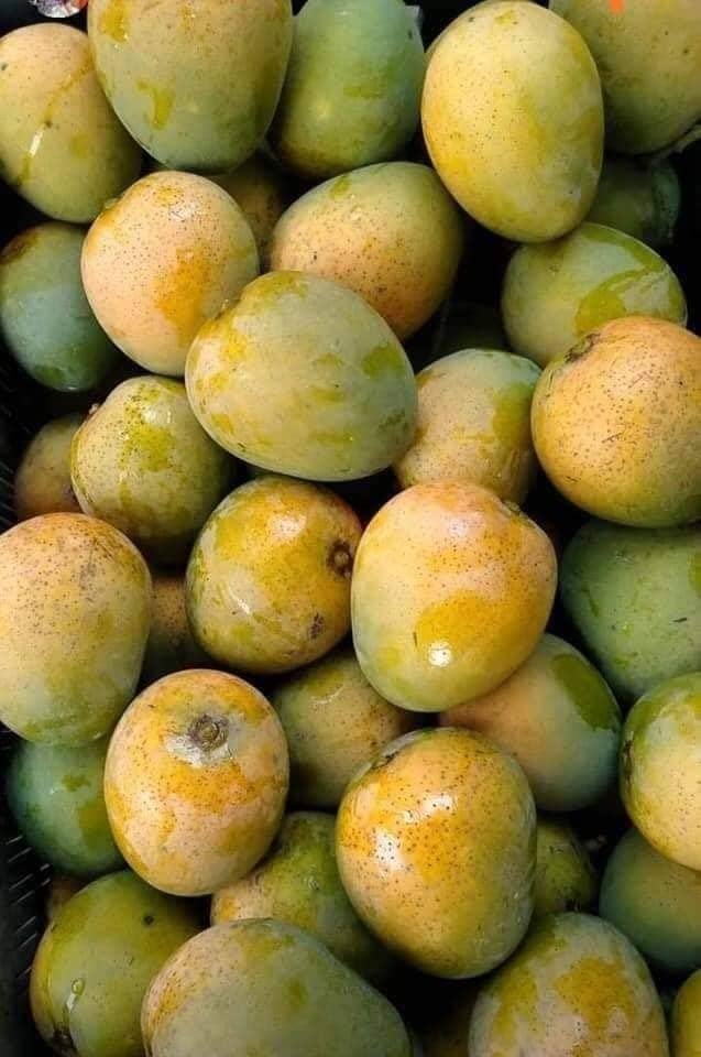 Graham Mango Aam Grafted Healthy Fruit Plant