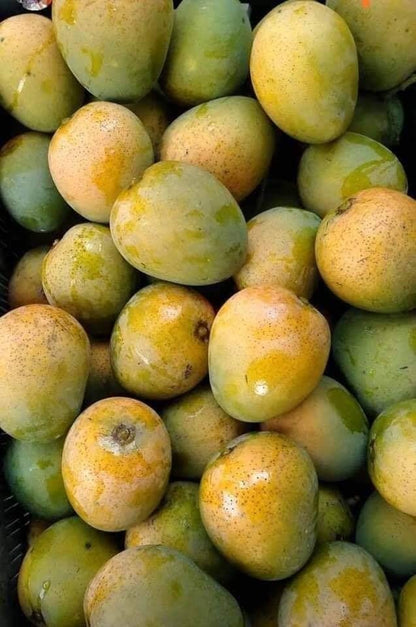Graham Mango Aam Grafted Healthy Fruit Plant