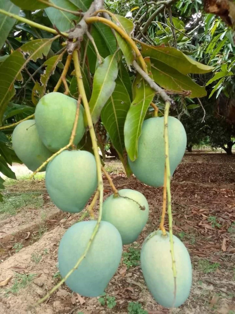 Graham Mango Aam Grafted Healthy Fruit Plant