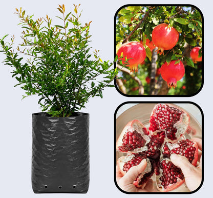 Granada Pomegranate Grafted Fruit Plant – High Yielding Sweet Juicy Anar Tree Variety