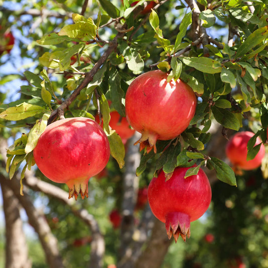 Granada Pomegranate Grafted Fruit Plant – High Yielding Sweet Juicy Anar Tree Variety