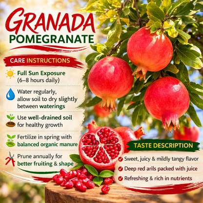 Granada Pomegranate Grafted Fruit Plant – High Yielding Sweet Juicy Anar Tree Variety
