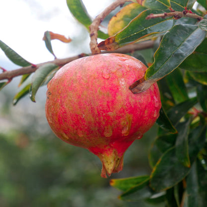 Granada Pomegranate Grafted Fruit Plant – High Yielding Sweet Juicy Anar Tree Variety