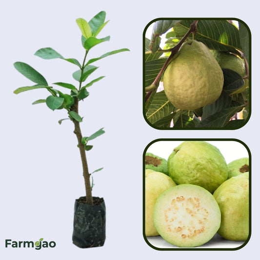 Granada White Guava Air Layered Healthy Fruit Plant