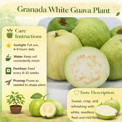 Granada White Guava Air Layered Healthy Fruit Plant