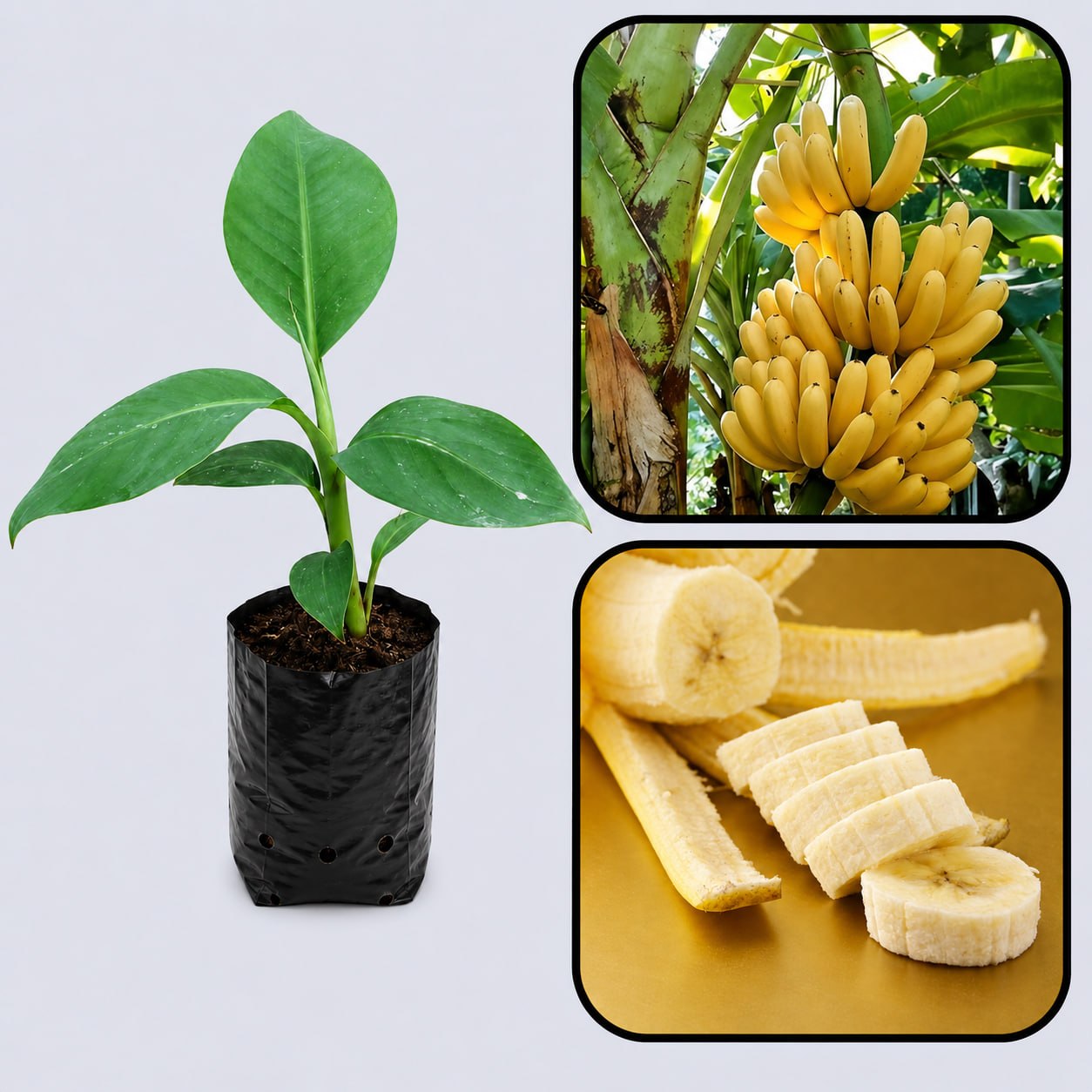 Grand Naine (G9) Banana Healthy Sweet Tissue Cultured Fruit Plant