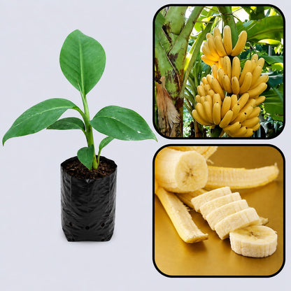 Grand Naine (G9) Banana Healthy Sweet Tissue Cultured Fruit Plant