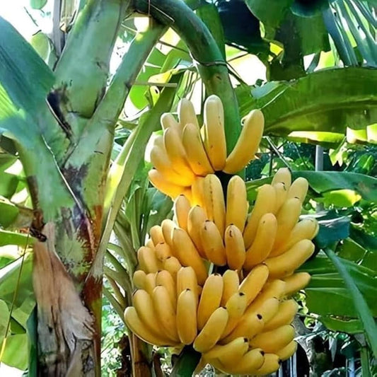 Grand Naine (G9) Banana Healthy Sweet Tissue Cultured Fruit Plant