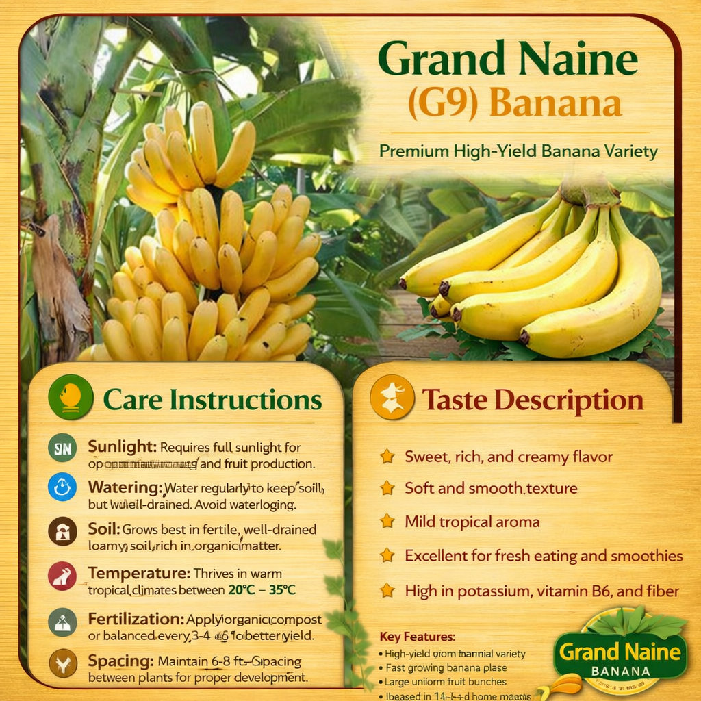 Grand Naine (G9) Banana Healthy Sweet Tissue Cultured Fruit Plant
