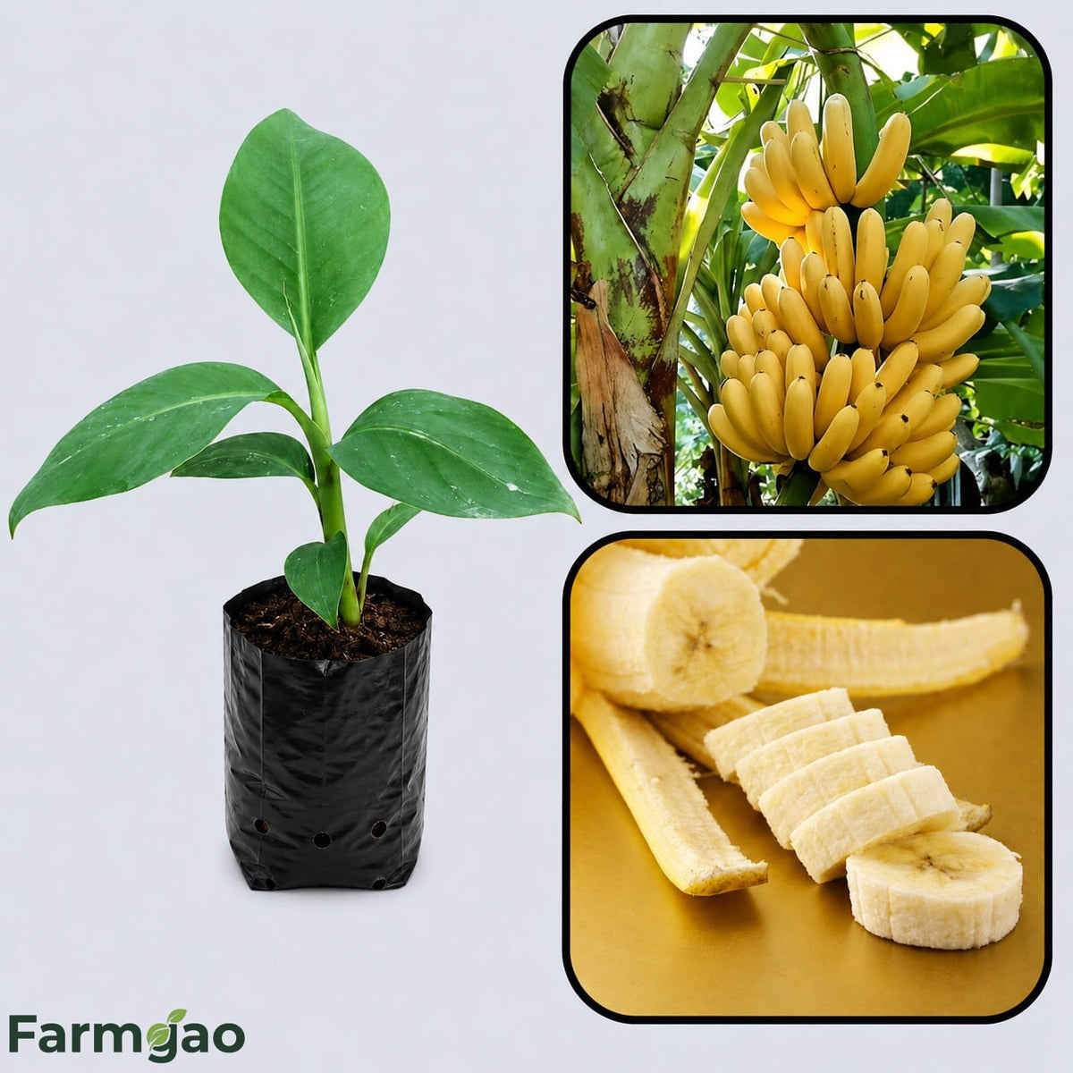 Grand Naine (G9) Banana Healthy Sweet Tissue Cultured Fruit Plant