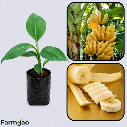 Grand Naine (G9) Banana Healthy Sweet Tissue Cultured Fruit Plant