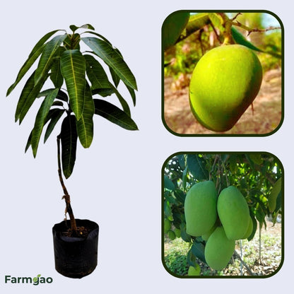 Green Willard Mango Aam Grafted Healthy Fruit Plant